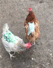 Ropa ajustable para mascotas, delantal de gallina, sillín, soporte de protección de plumas, Protector de pollo, vestido de gallina