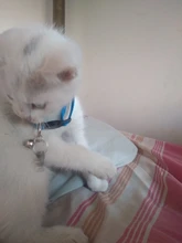 Collar de seguridad para gato, Collar de gatito personalizado de liberación rápida, Collar para gatos con campana para cachorro gatito