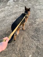 Collar táctico para perro, conjunto de correa ajustable para mascotas, entrenamiento militar al aire libre, caza, liberación rápida, perros medianos y grandes, Pastor Alemán