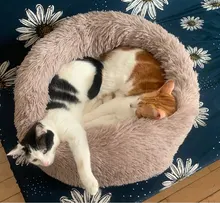 Bed Cushion House Sofa Cat-Beds Pet-Products Dogs-Basket Animals Plush Round Soft Long