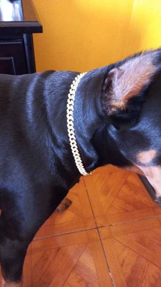 Diamante Dog Collar photo review