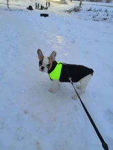 Vest Jacket Pets-Clothing Pug-Coat Puppy Dogs French Bulldog Waterproof Small Winter