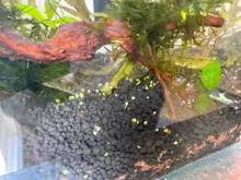 10g de planta de acuario acuáticos hierba de agua decoración para peces tanque fácil creciente césped musgo adornos de jardín hogar paisaje suministros