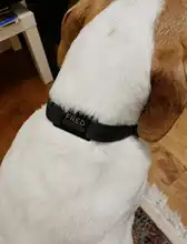 Etiqueta de identificación personalizada para mascotas, accesorios de Collar con etiquetas de nombres grabados en acero inoxidable, colgante, grabado gratis