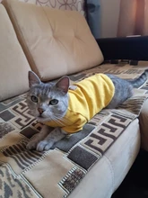 Ropa de perro de moda ropa de invierno para perros pequeños perros mediano chaqueta de abrigo Chihuahua ropa para mascotas para pequeño mediano perros Carlino