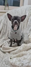 UFBemo Knitted Cable Dog Sweater Dachshund Cat Pull Chien Teckel Clothes Christmas Winter
