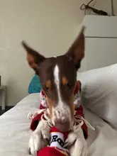 Training-Toy Toys Puzzle Noodle-Shape Puppy-Dog Nosework Dogs Leaking Funny Sniffing