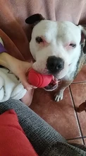 HOOPET Perro Pelota de Goma Juguete Mordedura-resistente Perros Pitbull Cachorro de Peluche Alimentos Para Mascotas