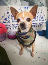 Ropa de invierno para mascotas, atuendo con chaleco cálido para perros pequeños, abrigo para perro, Chihuahua acolchado, a prueba de viento, 20