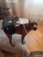 Panties Briefs Underwear Pet-Physiological-Pants Dog-Diaper Sanitary-Shorts Washable