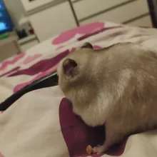 Hamster-Accessories Sand-Spoon Cleaning-Tool Guinea-Pig Small Animal