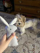 2019 New Pet Squeaky Funny Dogs Animal Shape Toys Gift Set Large Rabbit Honking for Dogs