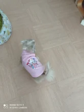 Ropa de verano para mascotas, Camiseta con estampado de flamenco para perro, chaleco para perros pequeños y medianos, accesorios para mascotas, chaleco para gatos, camisas, XS-2XL