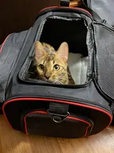 Pet-Carrier Expandable Kennel Airline-Approved Soft Crate Travel Two-Side Luggage on