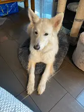 Cat Nest House Bed-Basket Sleeping-Mat Square Plush-Calming Cozy Dogs Warm Small Large