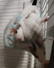 Hammock House Nest Hamster Pet-Bird Hanging Parrot Warm Small Cute Comfortable Plush