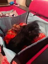 CAWAYI KENNEL Pet Carriers Dog Car Seat Cover Carrying for Dogs Cats Mat Blanket Rear