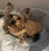 Pet-Vest Puppy-Outfit Dog-Jackets Bulldog Dogs Warm Fleece Winter Medium Large Windproof