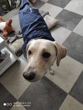 Dogs Coat Rain-Jacket Labrador Big-Poncho Golden-Retriever Waterproof Outdoor Pet-Dog