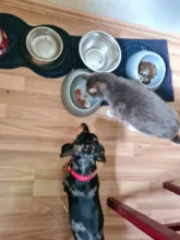 Dog-Collar Dogs Pink Customized Engraved Yorkies Chihuahua for Small