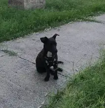 Adjustable Harness Dog-Accessories No-Pull-Vest Truelove Large Padded Pet-Dog Outdoor-Sport