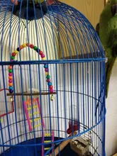 Toy Cage-Accessories Perch-Stand Cockatiels Birdcage Parrot Swings Hanging-Bells Play