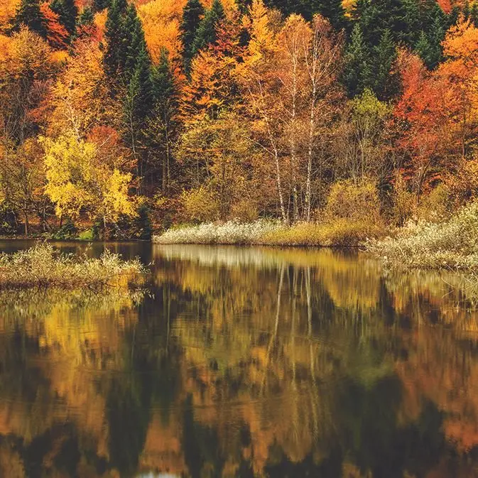 Colorful Autumn Trees Forest Reflection on Hidden Lake Nature Seasonal Landscape Green Orange Mustard View Printed Curtain
