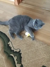 Funny Pet Toys Cartoon Cute Bite Resistant Plush Squeaky Toy Pet Chew Toy For Cats Dogs