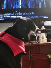 Jacket Yorkshire Terrier Padded-Coat Pet-Dog-Clothes Winter for Pitbull Chihuahua Warm