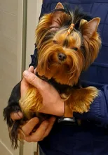 Pawstrip 200 unids/lote accesorios para mascotas perro pequeño de bandas de goma de 15mm de diámetro perro bandas para el cabello