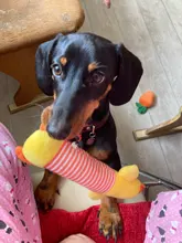 Juguetes para perro con sonido, mordedores con sonido, perro, gato, Polar, mascotas, divertidos, de felpa, elefante, pato, cerdo, apto para todas las mascotas, durabilidad