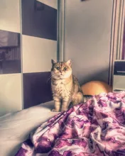 Cats-Bells-Collars Accessories Buckles Pattern-Supplies Reflective Adjustable Fashion