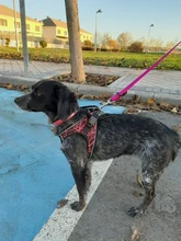 Arnés de perrito arneses de perro mascota reflectante para perros Bulldog francés Chihuahua ajustable perro de Seguridad entrenamiento chaleco para andar sin tirones