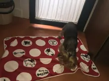 Manta superFranela suave para mascotas, cama gruesa para cojín de perro, toalla de ducha para cachorro, alfombra bonita para el hogar, cubierta cálida para dormir, suministros para mascotas