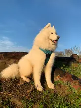 Truelove Front Nylon Dog Harness No Pull Vest Soft Adjustable Safety Harness For Dog