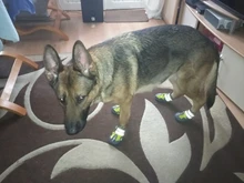 Shoes Reflector Dog-Boots Dogs-Paws Truelove Small Outdoor Large Footwear Pet-Dog Pu