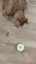 Juguete eléctrico rotatorio automático para gatos, forma de Animal de mariposa colorida, interactivo, entrenamiento interactivo para perros y gatitos