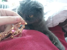 Tobillera con cadena metálica dorada para mujer, cadena para tobillo con borla, campanas cadena con sonido, pulsera para tobillo, joyería para pie, 2017