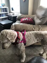 Arnés ajustable para perros medianos y grandes, chaleco reflectante de entrenamiento para caminar, sin tirones, para mascotas