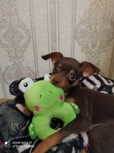 Juguete para masticar para entrenamiento de perros, juguete de felpa interactivo para perros, juguetes masticables para mascotas para perros pequeños y grandes