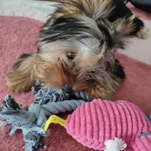 Pet-Toys Dog Toy Puppy Chew Small Dogs Resistance Teeth-Cleaning Fleece 1pcs for Bite