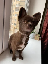 Collar ostentoso de perro de cristales para cachorro, Collar brillante con diamantes de imitación para mascotas, suministros de Perros pequeños S/M/L