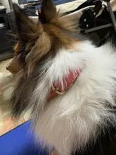 Leather Dog Collar Adjustable Double D-ring Dog Control Small Medium Large Dogs