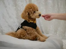 Estampado bonito verano mascotas camiseta perro ropa chaleco para gatos mascota camiseta T Shirt de algodón perro trajes de vestir ropa de perro para perros pequeños