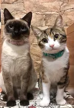 Collier-Collar para gatos con estampado de pata, correa de nailon ajustable para el cuello, para gatos