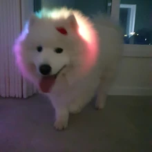 USB recargable de perro mascota LED brillante Collar de perro destello luminoso Collar al aire libre perro collarín de seguridad nocturno, suministros para mascotas