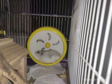 Creativo rueda para hámster silencio rotativo correr rueda de ejercicio Animal PEQUEÑO ejercicio suministros de plástico de PP de accesorios para mascotas