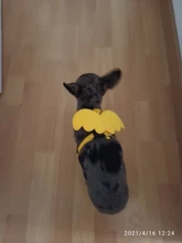 Arnés de nailon pequeño para perros, 10 colores, bonito arnés a prueba de Escape para gatos, conejos, Chihuahua y cachorros