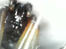 Microscopio Digital portátil con interfaz USB, dispositivo electrónico con 8 LED y soporte, 1600X, 1000X