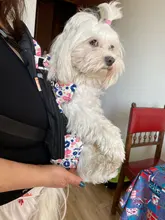 HOOPET Pet Dog Cat Carrier Bag Backpack Carring Bag Products for Dogs Anilmal Transport